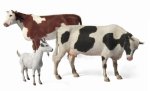 MASTER BOX 3566 - 1:35 Domestic Animals
